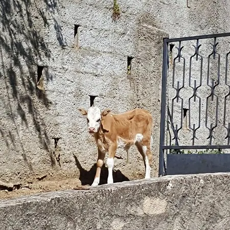 Maison Tuccarellu Letia